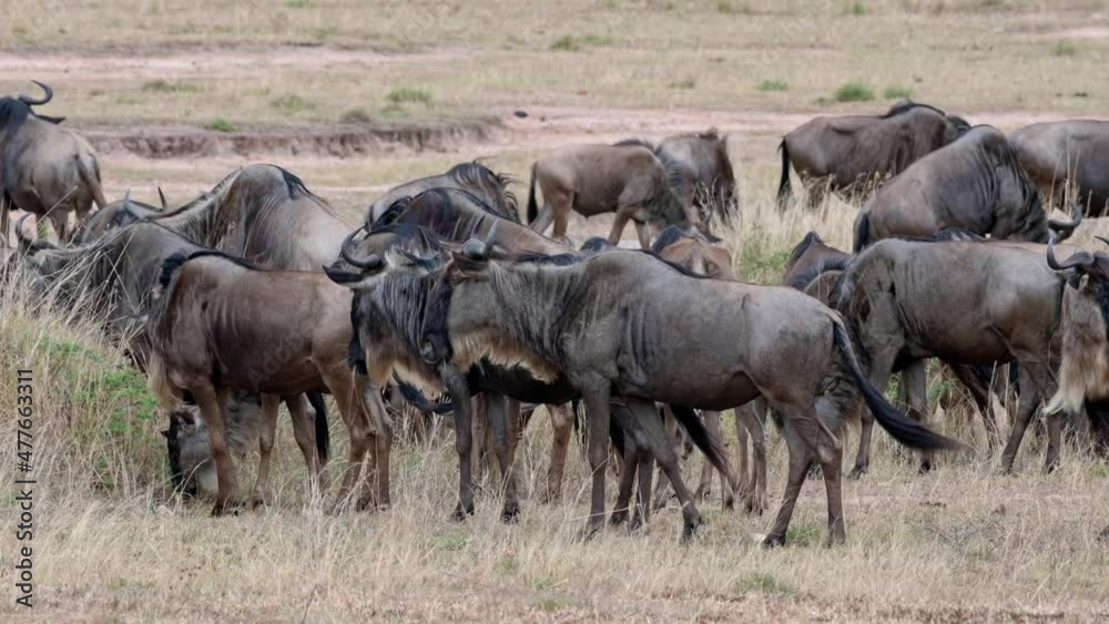 huge herd of blue wildebeest (Connochaetes mearnsi) on great migration thru Serengeti National Park, Tanzania, Africa huge herd of blue wildebeest (Connochaetes mearnsi) on great migration thru Serengeti National Park, Tanzania, Africa