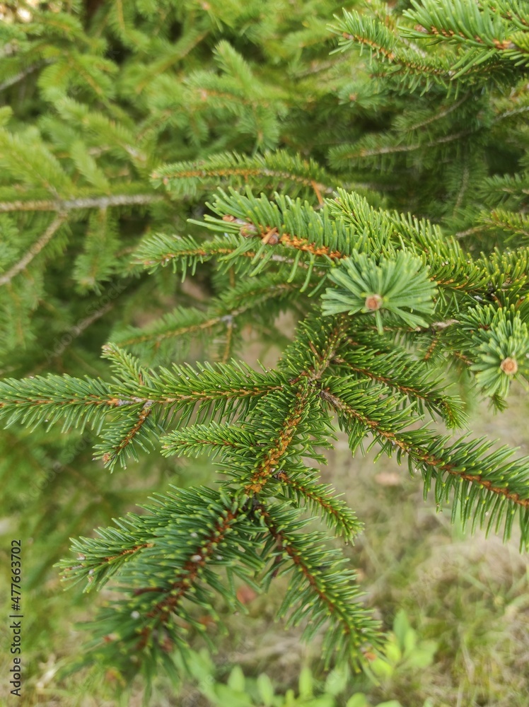 pine needles pine needles