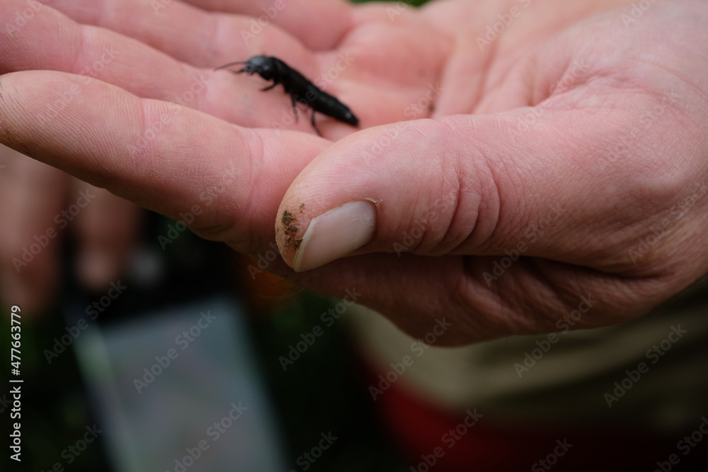 FU 2020-10-17 Gerolstein 240 In der Hand des Menschen ist ein schwarzes Insekt