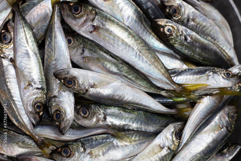 horse mackerel top view. bright fish close up horse mackerel top view. bright fish close up