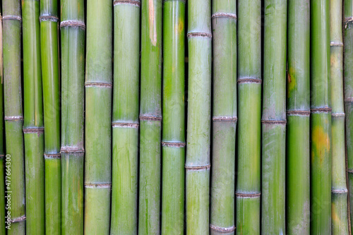 Fototapeta Naklejka Na Ścianę i Meble -  wall of green bamboo trunks, green bamboo texture