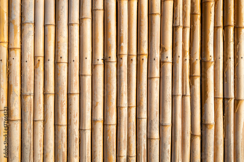 Fototapeta Naklejka Na Ścianę i Meble -  vertically arranged bamboo trunks. yellow old bamboo background