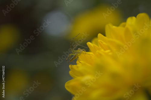 spider on yellow flower
