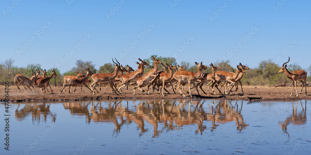Impala coming for drinking at a waterhole in Mashatu Game Reserve in the Tuli Block in Botswana Impala coming for drinking at a waterhole in Mashatu Game Reserve in the Tuli Block in Botswana