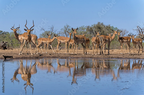 Fototapeta Naklejka Na Ścianę i Meble -  Impala coming for drinking at a waterhole in Mashatu Game Reserve in the Tuli Block in Botswana  