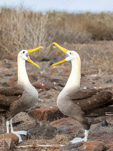 Closeup of waved albatross pair performing courtship ritual