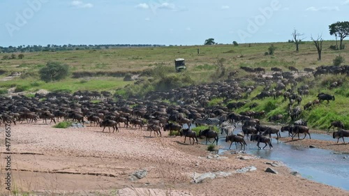 blue wildebeest (Connochaetes mearnsi) on great migration thru Serengeti National Park crossing a small river, Tanzania, Africa photo