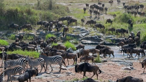 blue wildebeest (Connochaetes mearnsi) and zebras on great migration thru Serengeti National Park crossing a small river, Tanzania, Africa photo