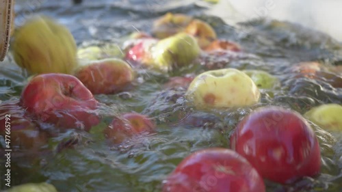 Fresh apples in a bucket moving and washing into with water tank. Careful unloading. Robot unloads on Conveyor Sorting line. Packing. Vegetarian Food. Fresh Harvest. Fruits And Vegetables 4k