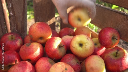 Gloved hands take red and green apples collected in a wooden box. Crumpled ripe dirty broken fruit. Harvest. organic fruit. apple farming. freshly picked, juicy, selective. Gardening. organic food 4k