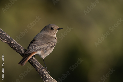 colirrojo tizón hembra posada en una rama de alcornoque en el bosque mediterráneo (Phoenicurus ochruros) Ojén Andalucía España	