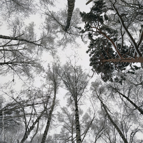 tree crowns in the winter forest. snowy forest. New Year's forest.