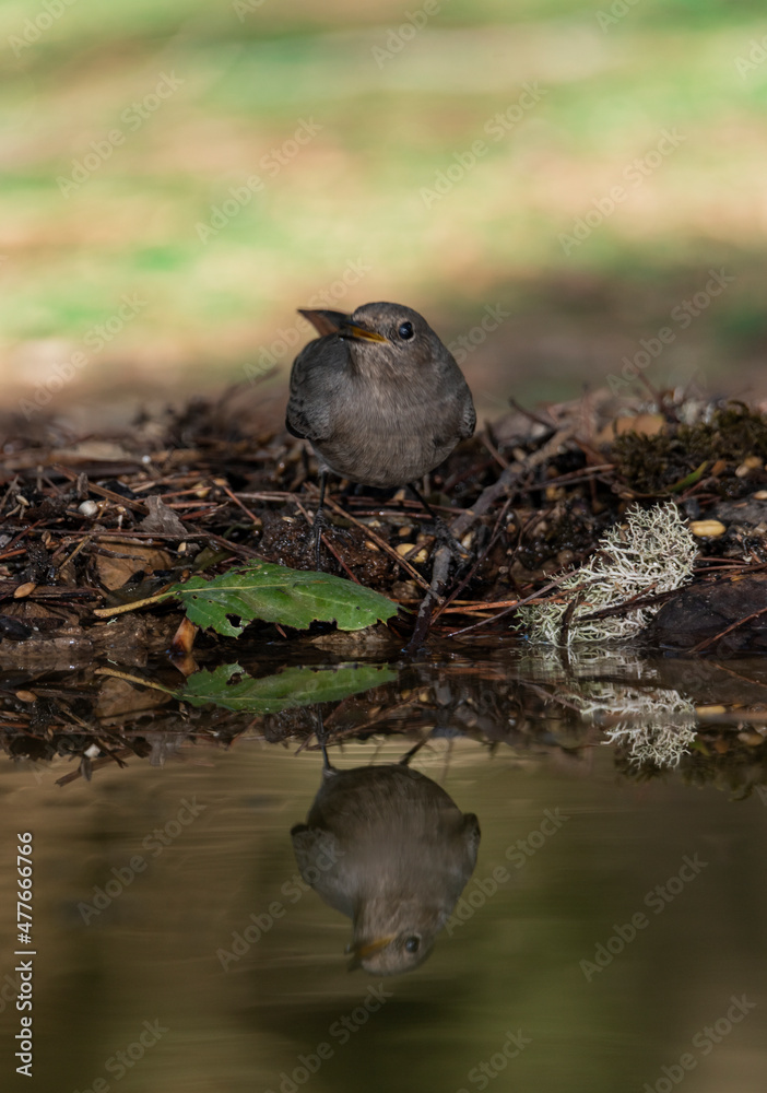 Obraz premium colirrojo tizón reflejado en el estanque del bosque (Phoenicurus ochruros),