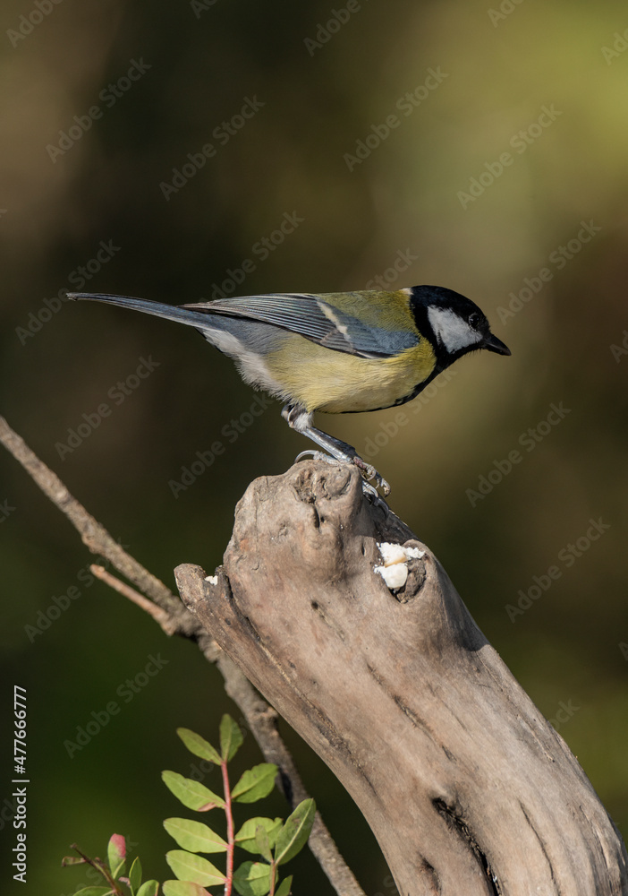 Naklejka premium carbonero común posado sobre un tronco seco (Parus major)
