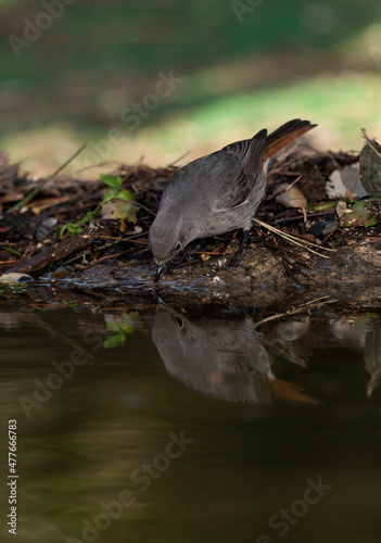 colirrojo tizón bebiendo y reflejado en el agua del estanque del parque (Phoenicurus ochruros)