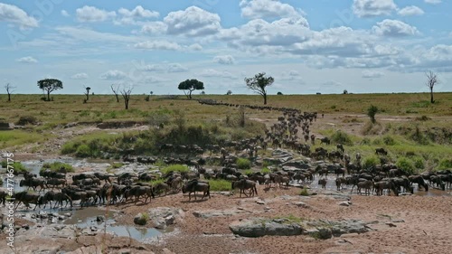 blue wildebeest (Connochaetes mearnsi) on great migration thru Serengeti National Park crossing a small river, Tanzania, Africa photo