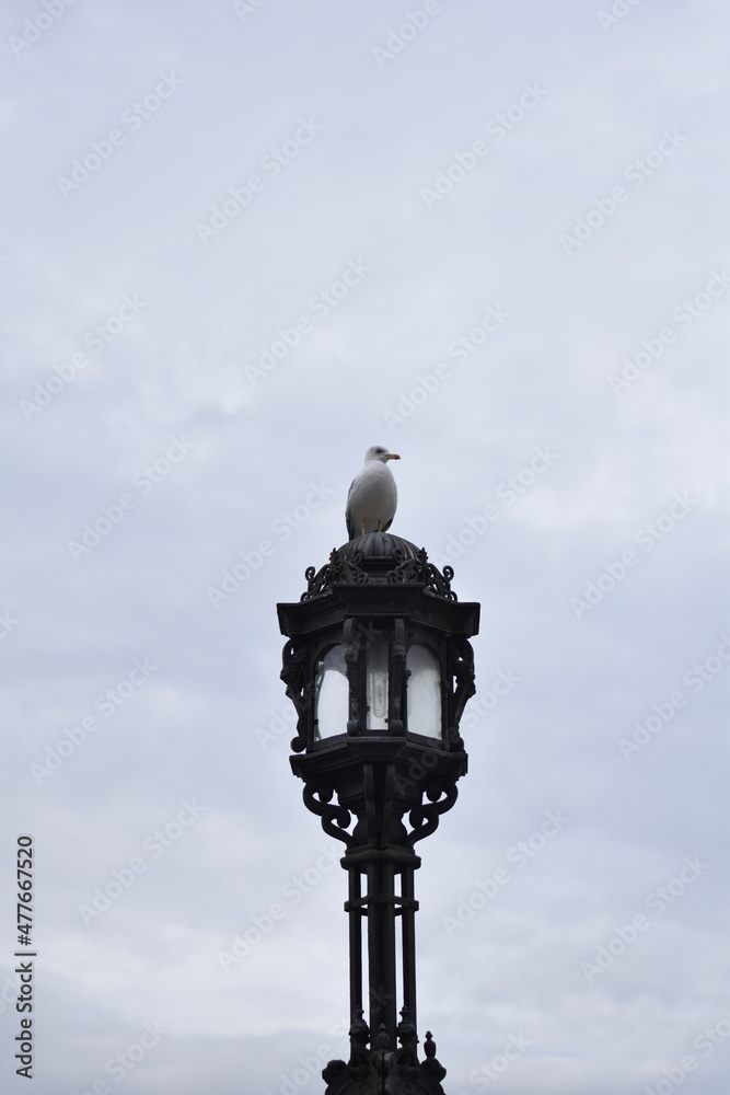 seagull perched on a lamppost