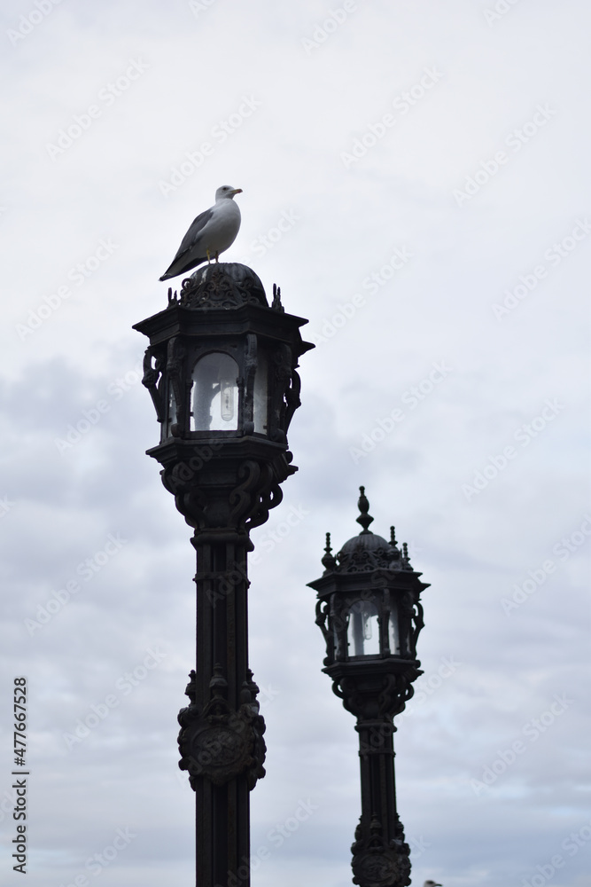seagull perched on a lamppost