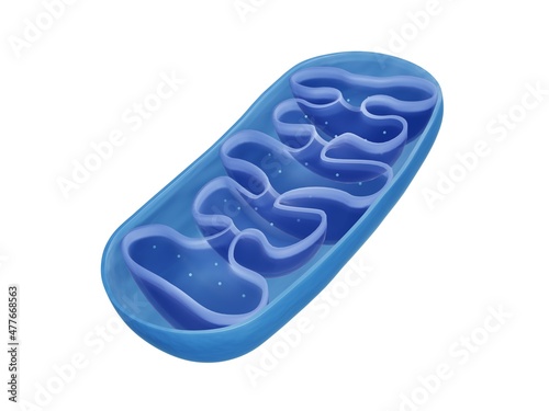 Mitochondria, Cross section view of a mitochondrion	
 photo