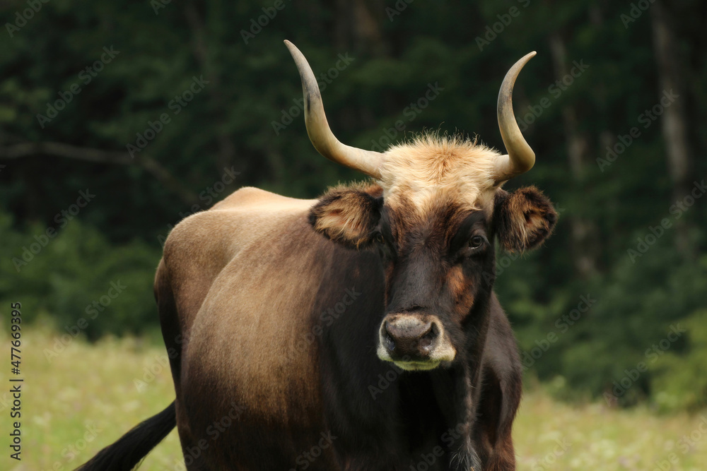 Portrait of an aurochs cow on a meadow
