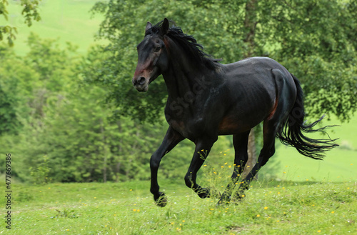 A caucasian kabardiner horse running across a pasture © Annabell Gsödl