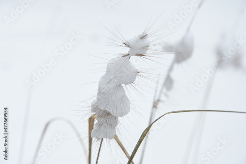 snow covered grass blades in a city garden in winter