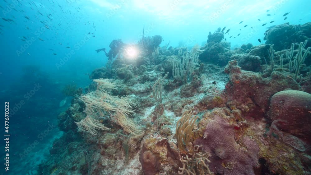 Seascape with various fish, coral, and sponge in the coral reef of the Caribbean Sea, Curacao Seascape with various fish, coral, and sponge in the coral reef of the Caribbean Sea, Curacao