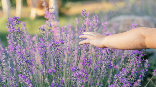 Small child's hand in sun among large bushes of lilac lavender touches flowers