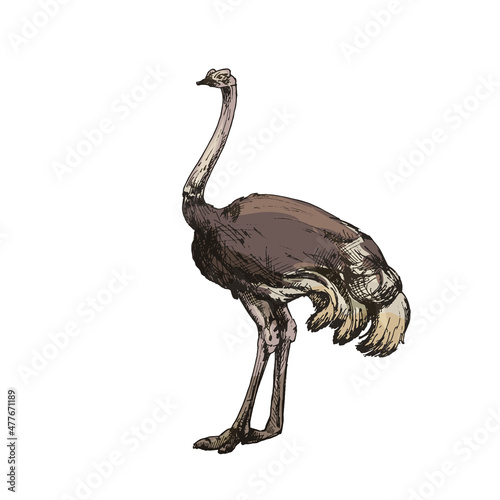 Standing quail. Vector vintage hatching color illustration. Isolated on white