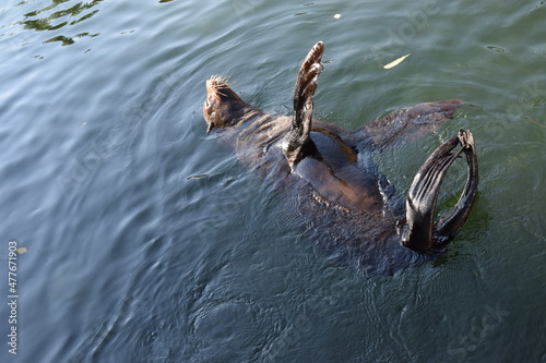 seal swimming