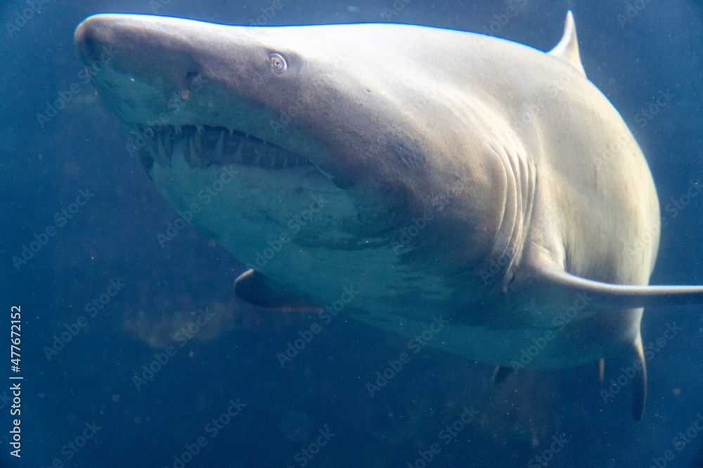 Fototapeta premium Haifisch