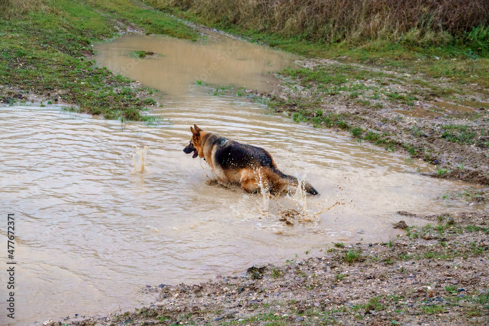 a german shepherd alsation bitch (Canis lupus familiaris) plays in a deep muddy water puddle 