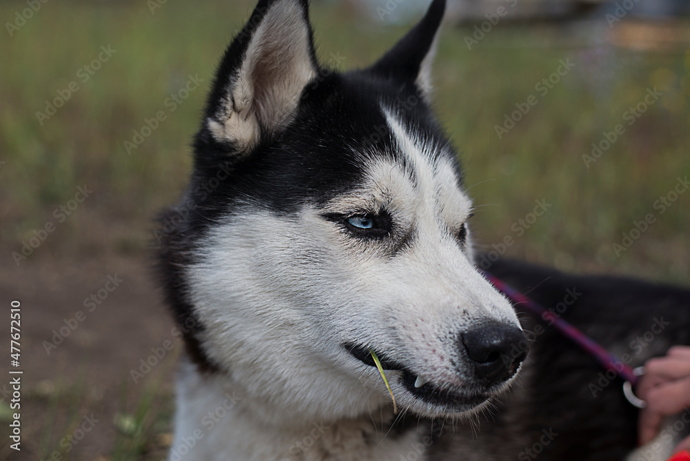 Portrait of a Siberian husky outdoor