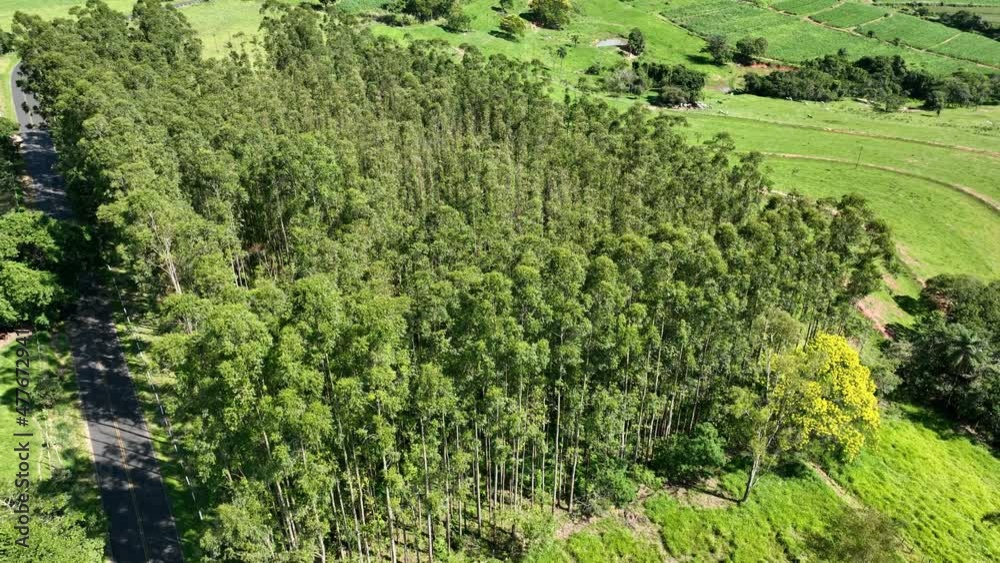 Eucalyptus forest at countryside rural scenery. Green field background at valley mountains. Eucalyptus tropical forest trees. Eucalyptus forest at countryside rural scenery. Green field background at valley mountains. Eucalyptus tropical forest trees.