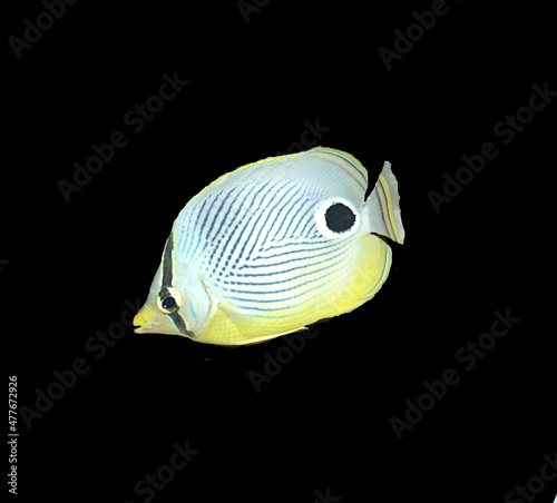 Foureye Butterflyfish silhouette on black background