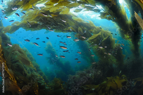 Fototapet Kelp forest with blacksmith fish Catalina Island CA USA