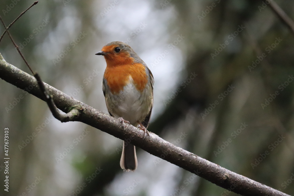robin in the snow