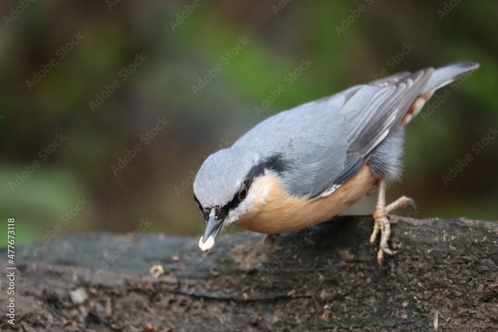 Obraz premium black capped kingfisher
