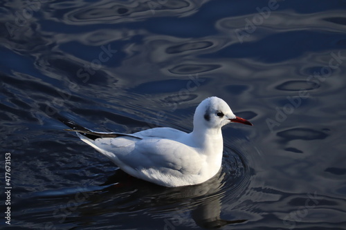seagull on the water
