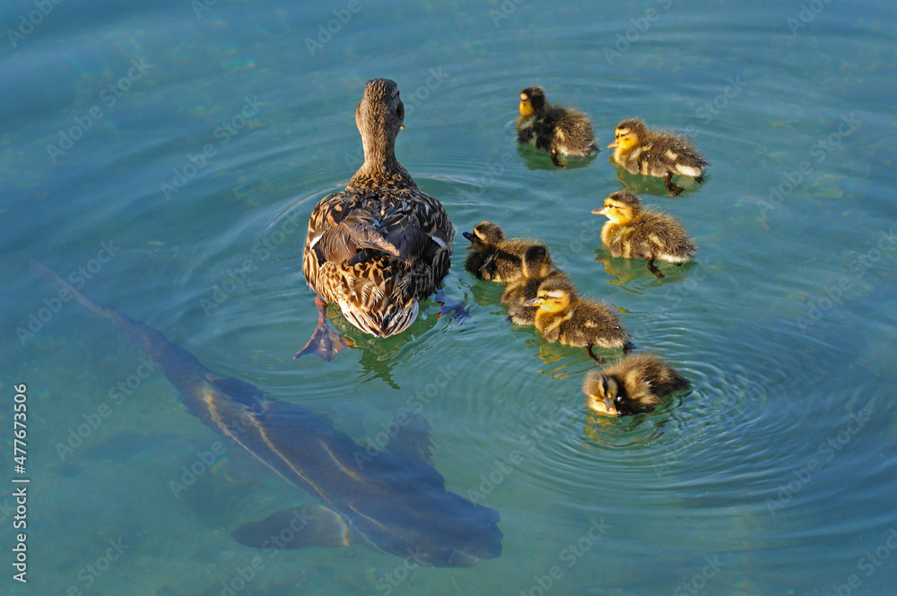 Duck family with large catfish swimming under them. Duck family with large catfish swimming under them.