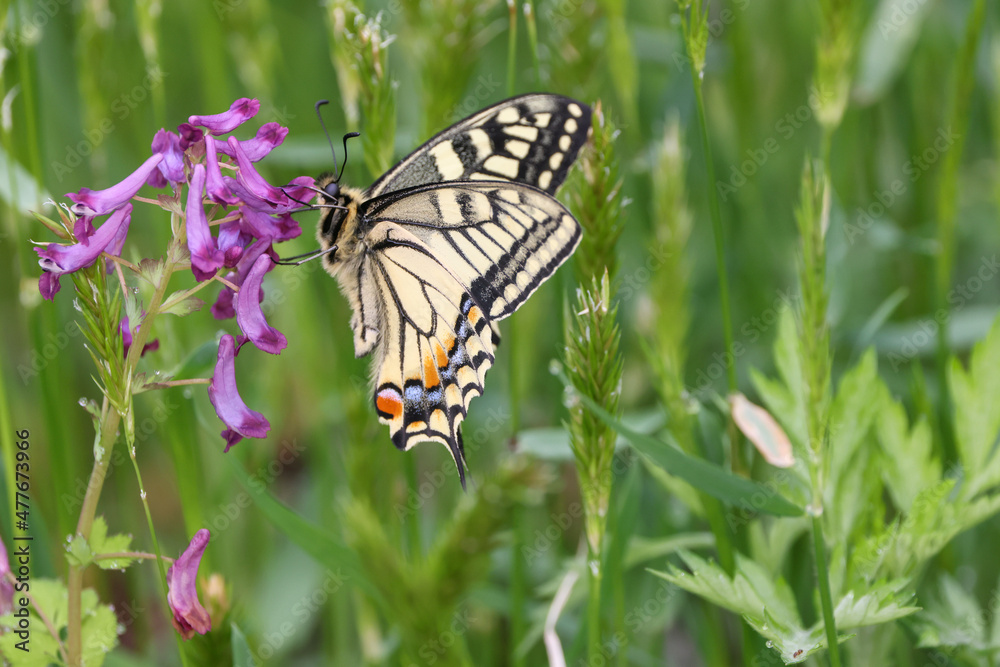 Obraz premium ナヨクサフジにとまるアゲハチョウ