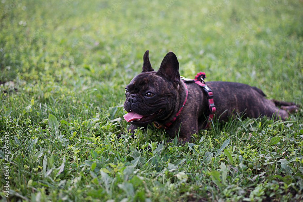 French bulldog on the green grass outdoor