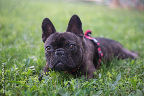 Fototapeta Naklejka Na Ścianę i Meble -  French bulldog on the green grass outdoor