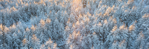 Beautiful winter forest landscape. Top view of snow-covered larch trees. Frozen trees in the snow. Aerial view of amazing northern nature. Cold snowy winter weather. Cold snap. Panoramic background.