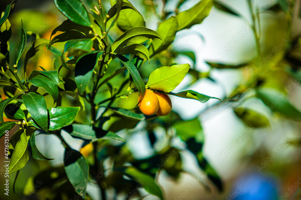 Small tangerine tree. Fortunella margarita Kumquats Small tangerine tree. Fortunella margarita Kumquats