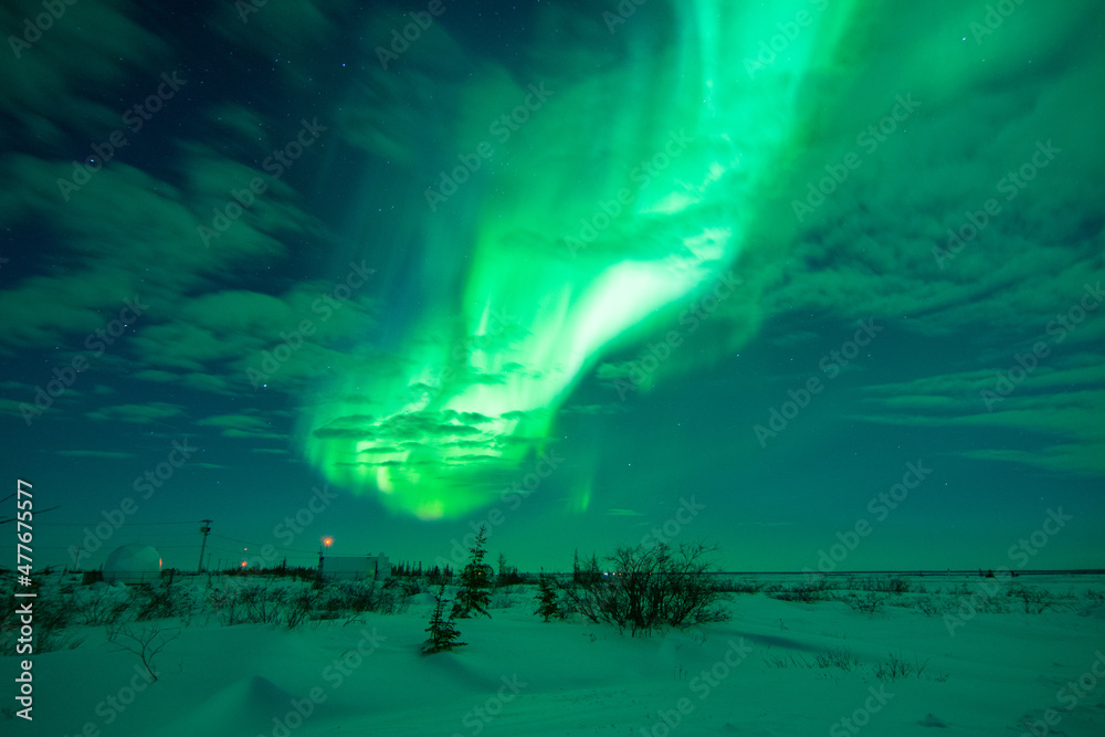 The sky is full of northern lights and aurora borealis with a few clouds. The foreground is trees and shrubs. Near Churchill, Manitoba, Canada