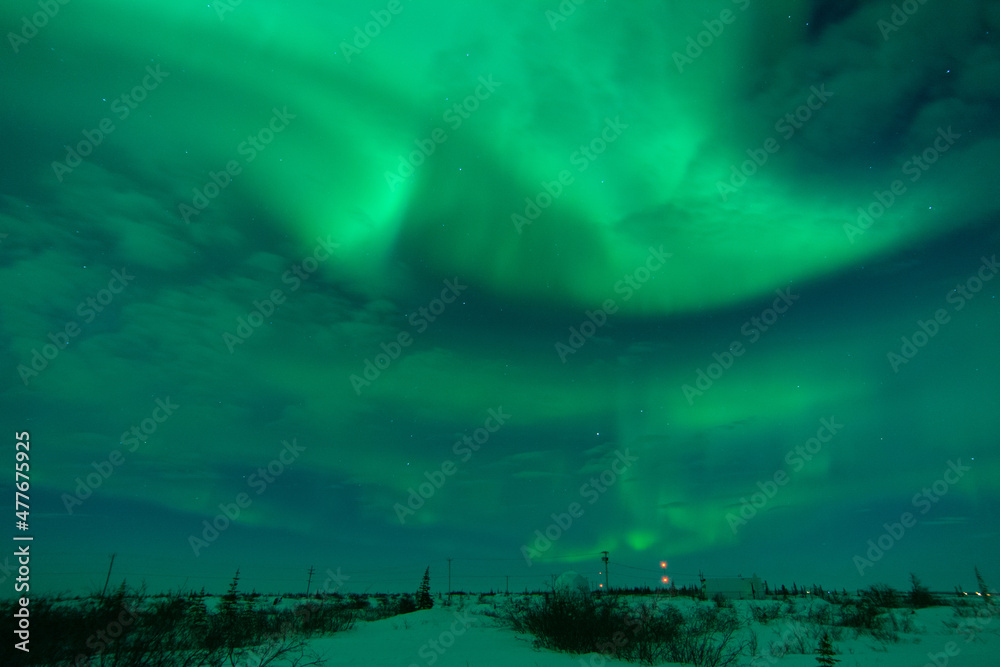 The sky is full of northern lights and aurora borealis with a few clouds. The foreground is trees and shrubs. Near Churchill, Manitoba, Canada