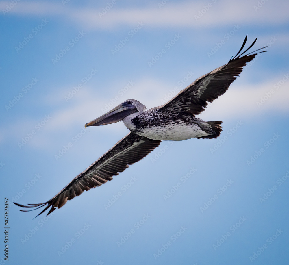 American brown pelican flies through sky at dawn. American brown pelican flies through sky at dawn.