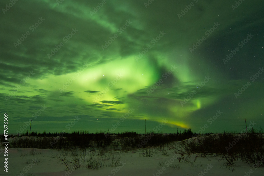 The sky is full of northern lights and aurora borealis with a few clouds. The foreground is trees and shrubs. Near Churchill, Manitoba, Canada