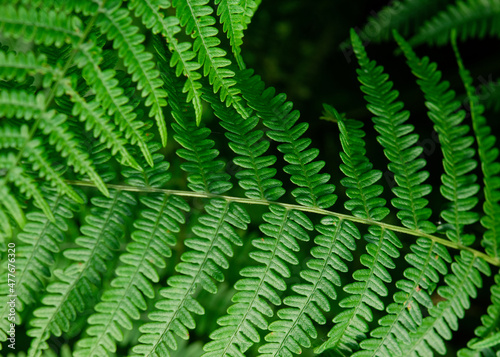 closeup of two leaves of green fern in sunny day